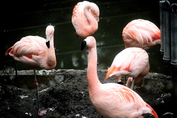 boston franklin park zoo pink flamingos