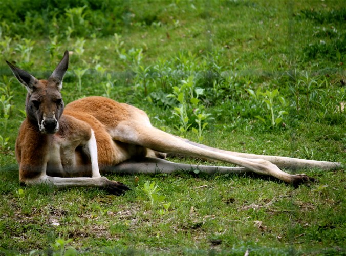 boston franklin park zoo red kangaroo