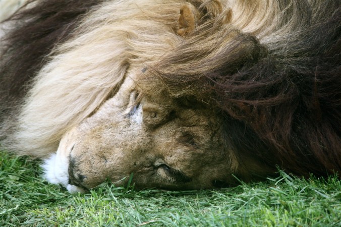 boston franklin park zoo sleeping lion
