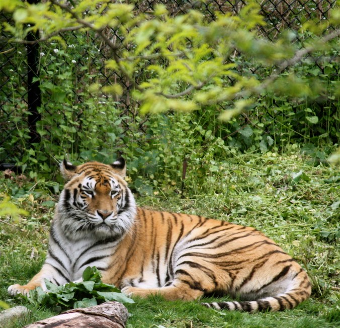 boston franklin park zoo tiger