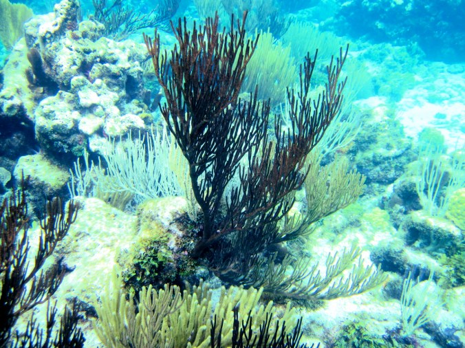 cayman islands coral reef blue view