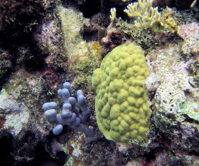 cayman islands coral reef brain coral