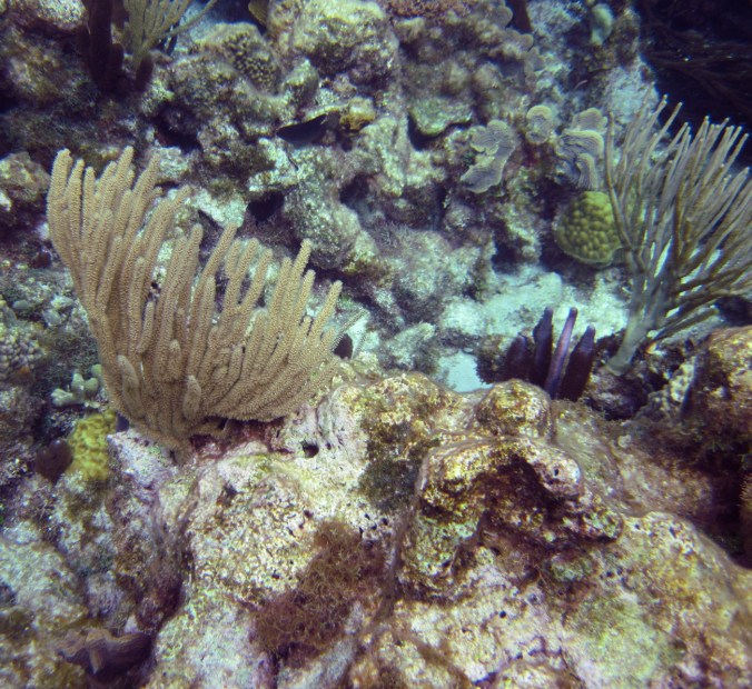 cayman islands coral reef fan coral square