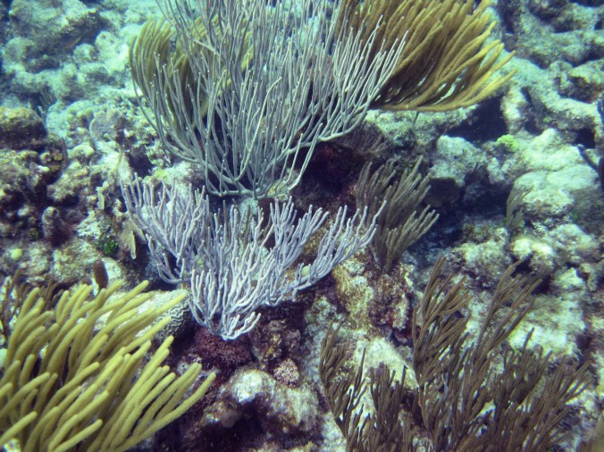 cayman islands coral reef fan coral