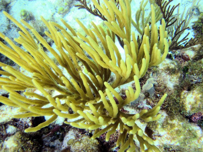 cayman islands coral reef green plant