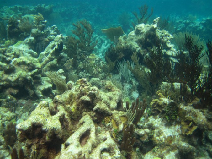 cayman islands coral reef rocks plants