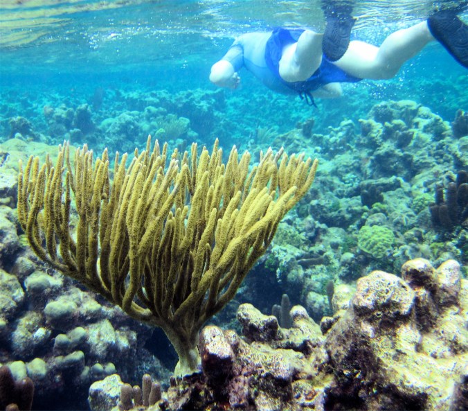 cayman islands coral reef snorkeler 2
