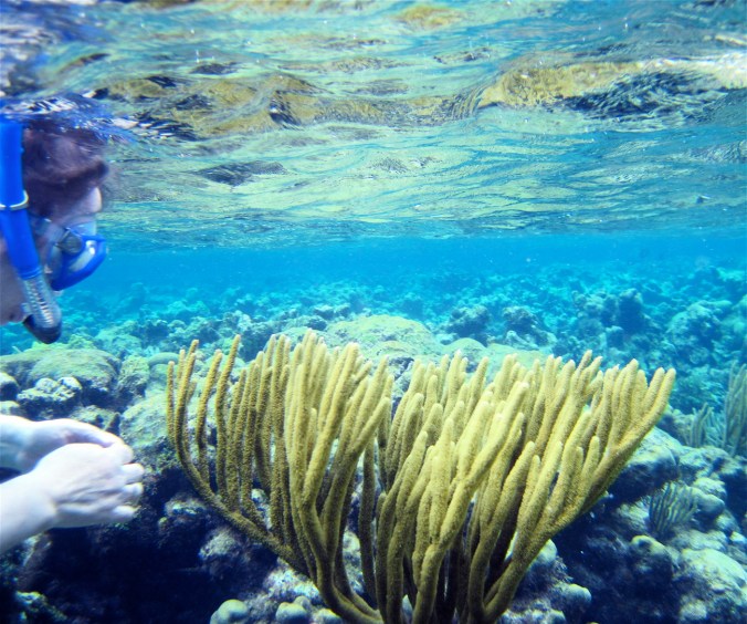 cayman islands coral reef snorkeler
