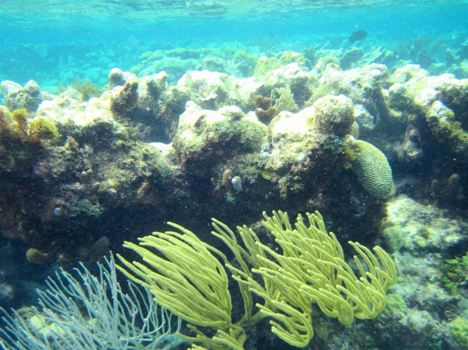 cayman islands coral reef surface fan coral