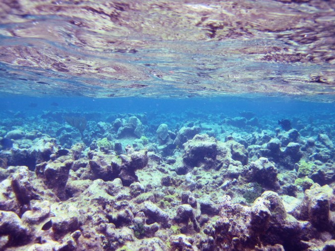 cayman islands coral reef surface view