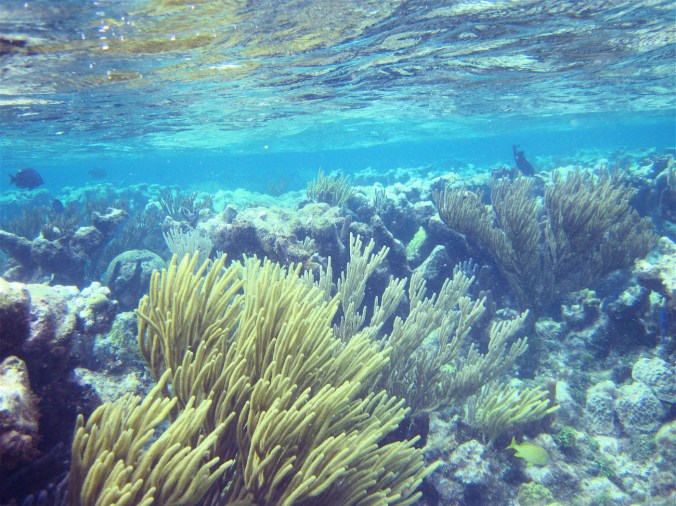 cayman islands coral reef under surface view