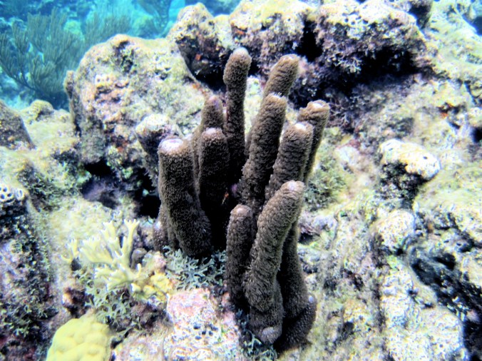 cayman islands coral reef under water plant