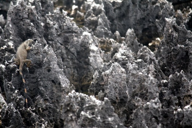 cayman islands hell rock formation lizard