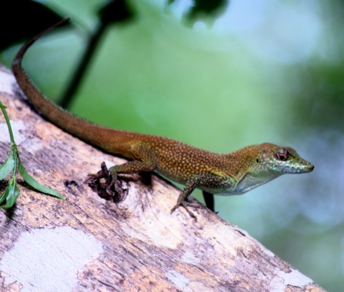 cayman islands lizard tree queen elizabeth II
