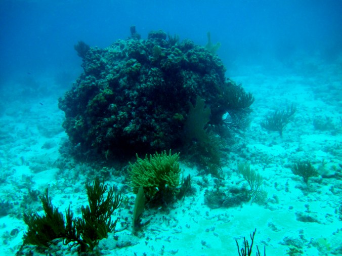 cayman islands reef coral reef big coral