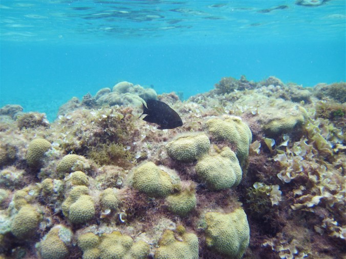 cayman islands reef coral reef black fish
