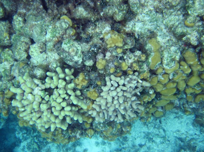 cayman islands reef coral reef different types of coral