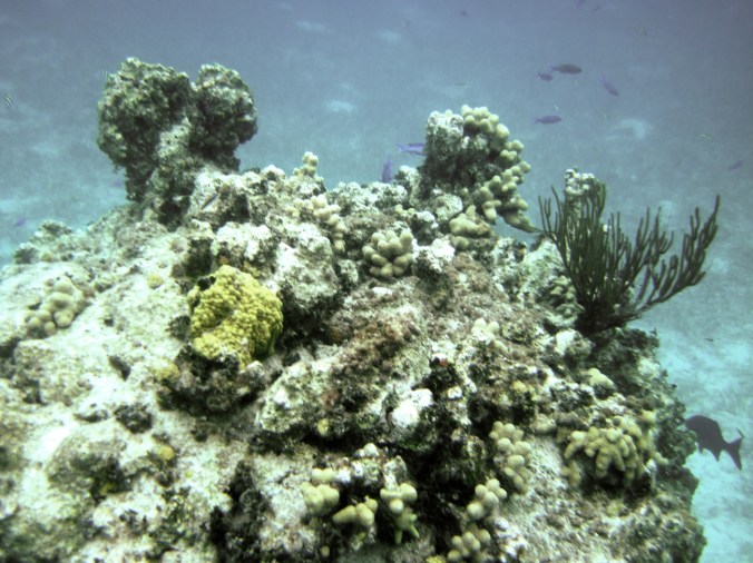 cayman islands reef coral reef fan coral
