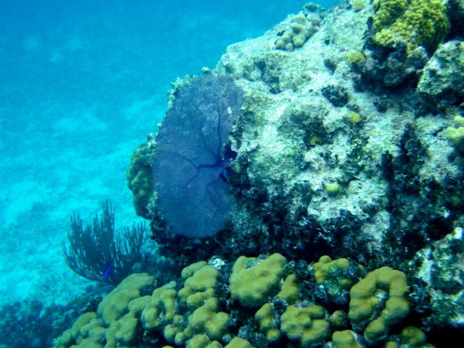 cayman islands reef coral reef fan plant