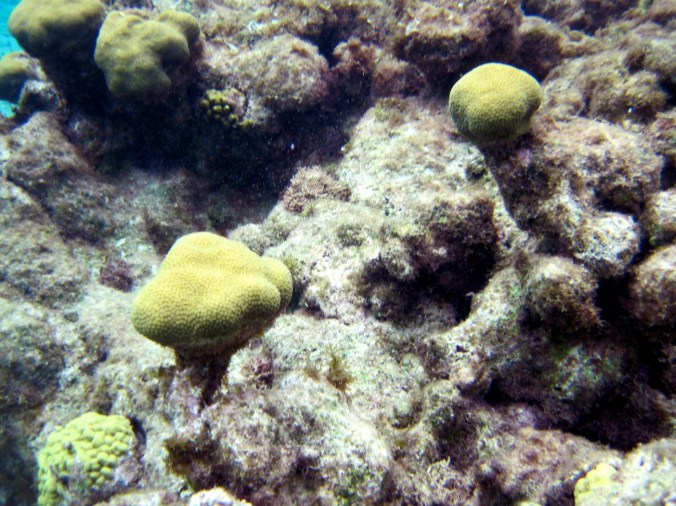 cayman islands reef coral reef green plants
