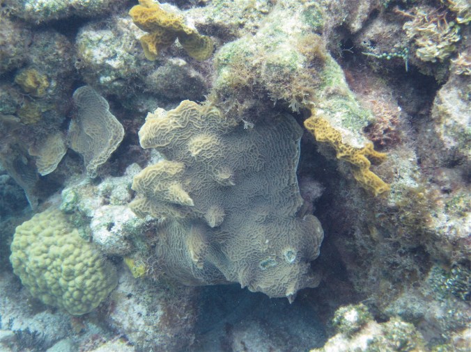 cayman islands reef coral reef shell on coral reef
