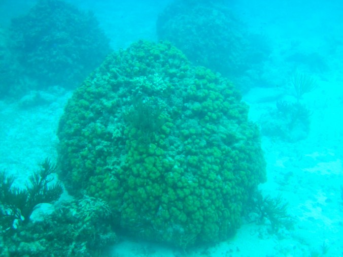 cayman islands reef coral reef under sea big green coral