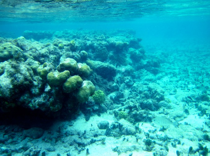 cayman islands reef coral reef under water water surface