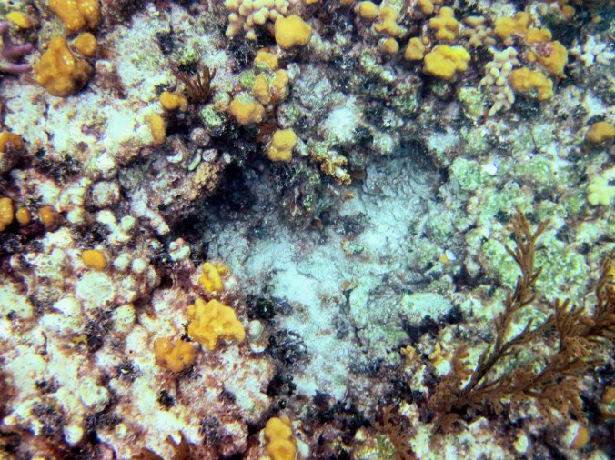 cayman islands reef coral reef yellow plants