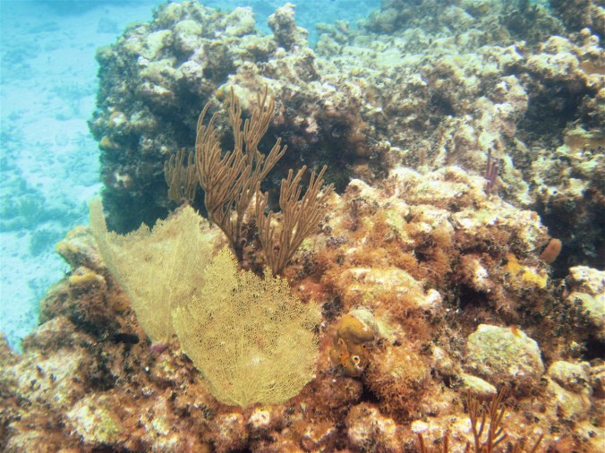 cayman islands reef coral reef yellow reef