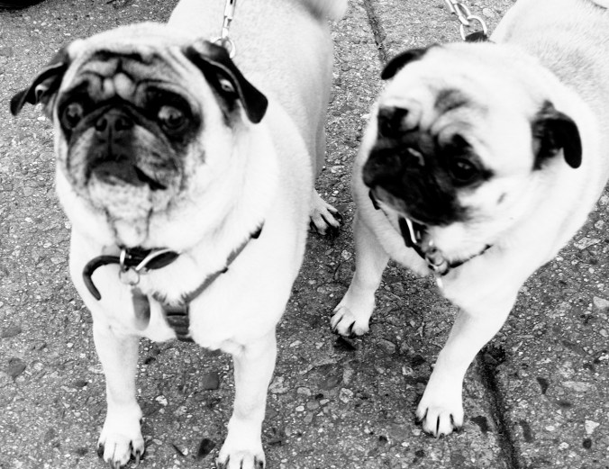 boston arlington street pugs