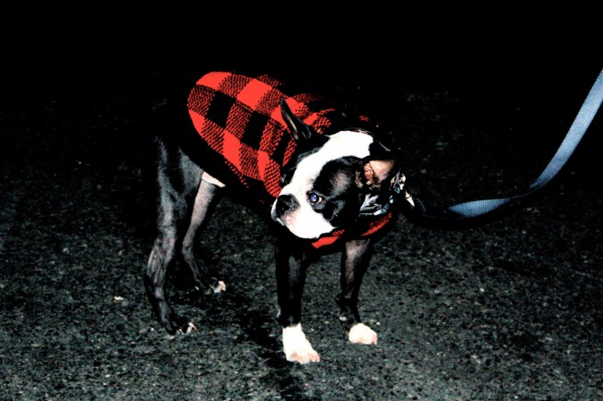 boston beacon hill boston terrier with coat on