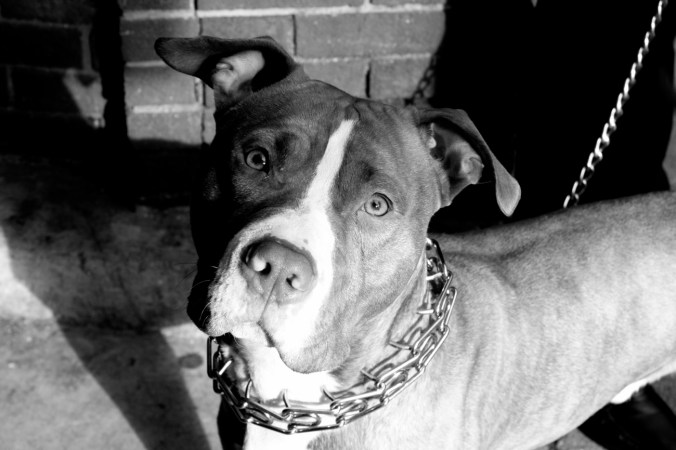 boston north end pit bull