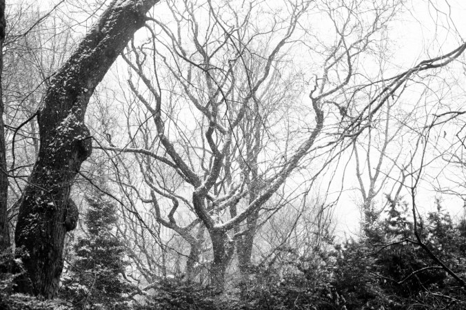 new york city december 29 2012 snow storm trees 2