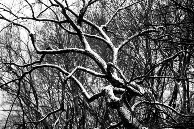 new york city december 29 2012 snow storm twisty trees 3