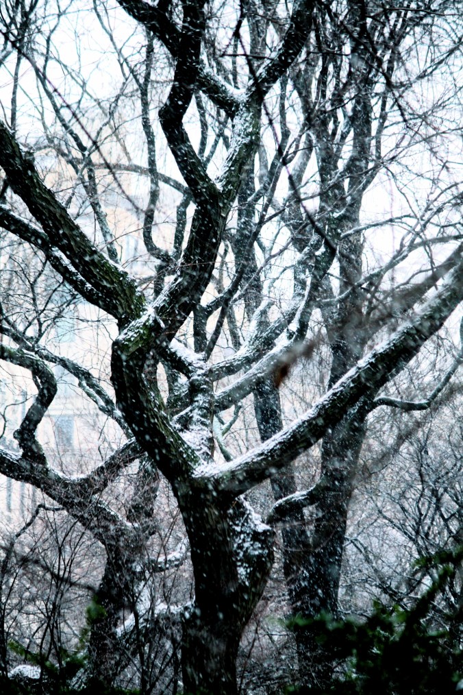 new york city snow storm december 29 2012 trees 3