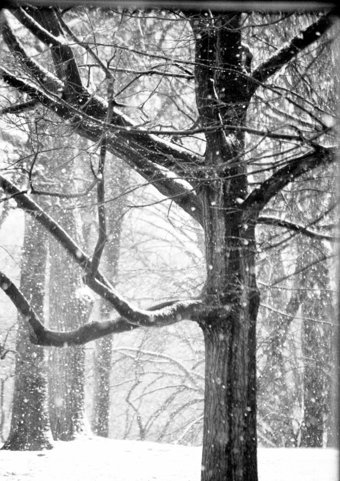new york city snow storm december 29 2012 trees 5