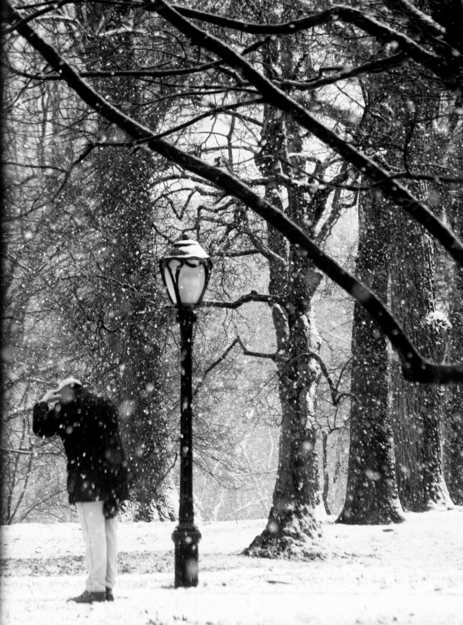 new york city snow storm december 29 2012 trees 8