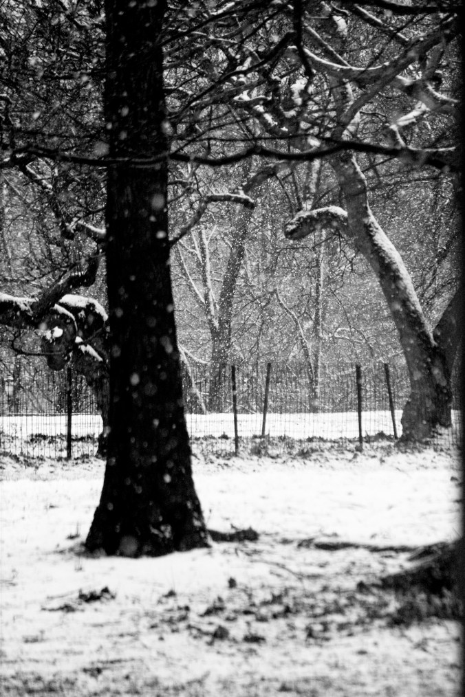 new york city snow storm december 29 2012 trees 9