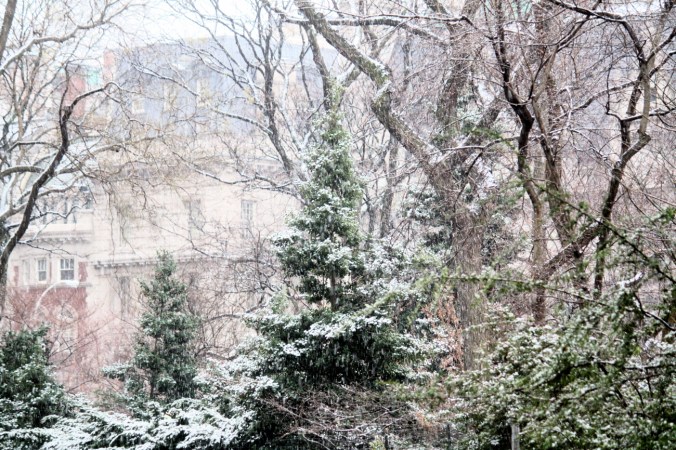 new york city snow storm december 29 2012 trees