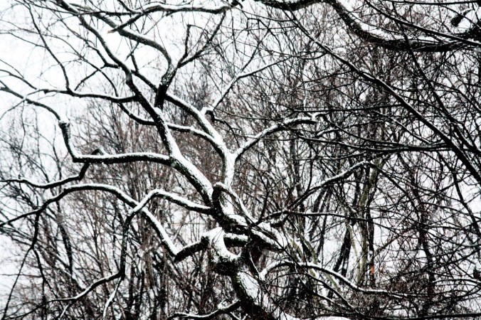 new york city snow storm december 29 2012 twisty trees 1