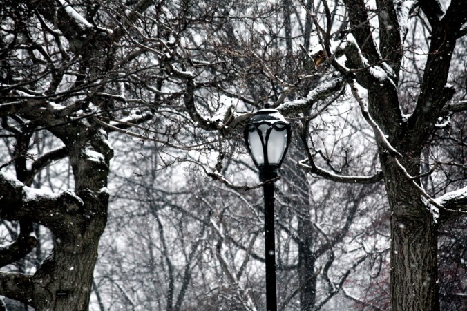 new york city snow storm december 29 2012 twisty trees