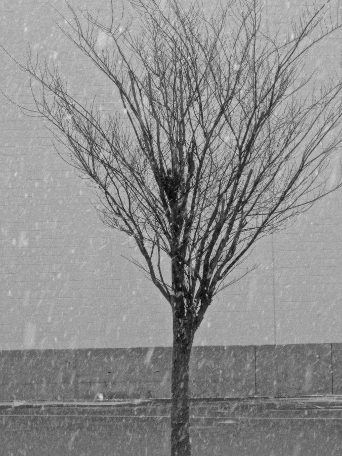 boston charlestown snow storm tree