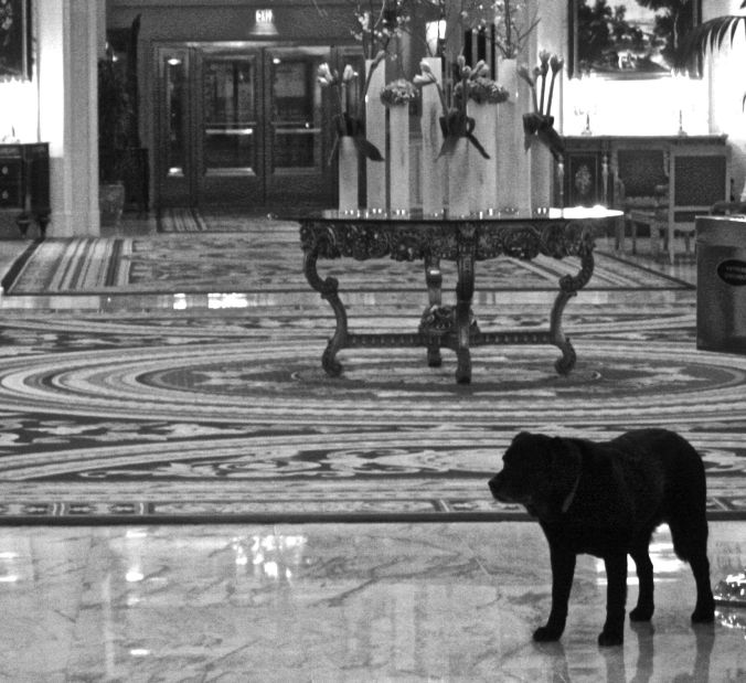 boston copley plaza catie copley 2