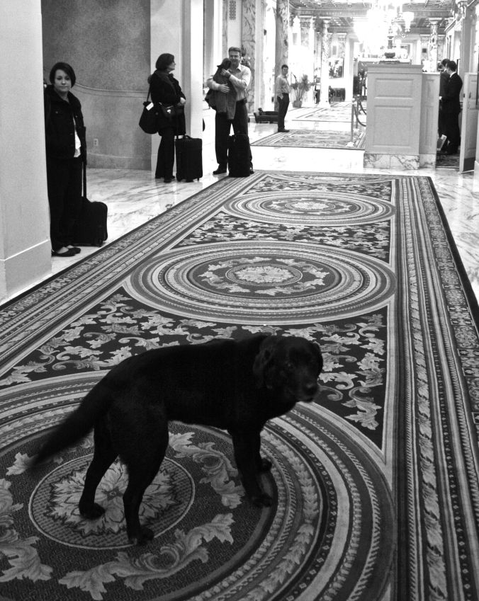 boston copley plaza catie copley