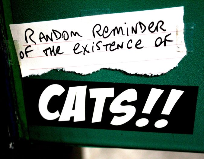 boston kenmore square random reminder of the existence of cats
