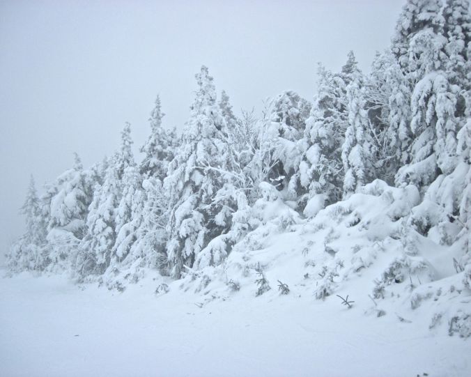 stratton ski resort vermont trees 3