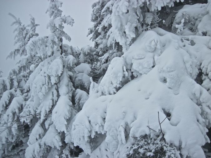 stratton ski resort vermont trees snow 2