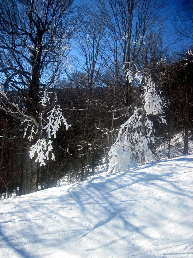 sugarbush snow on branches