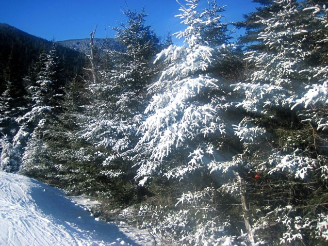 sugarbush snow trees 3