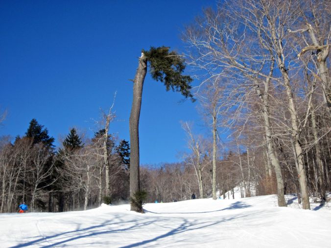 sugarbush trees missing top